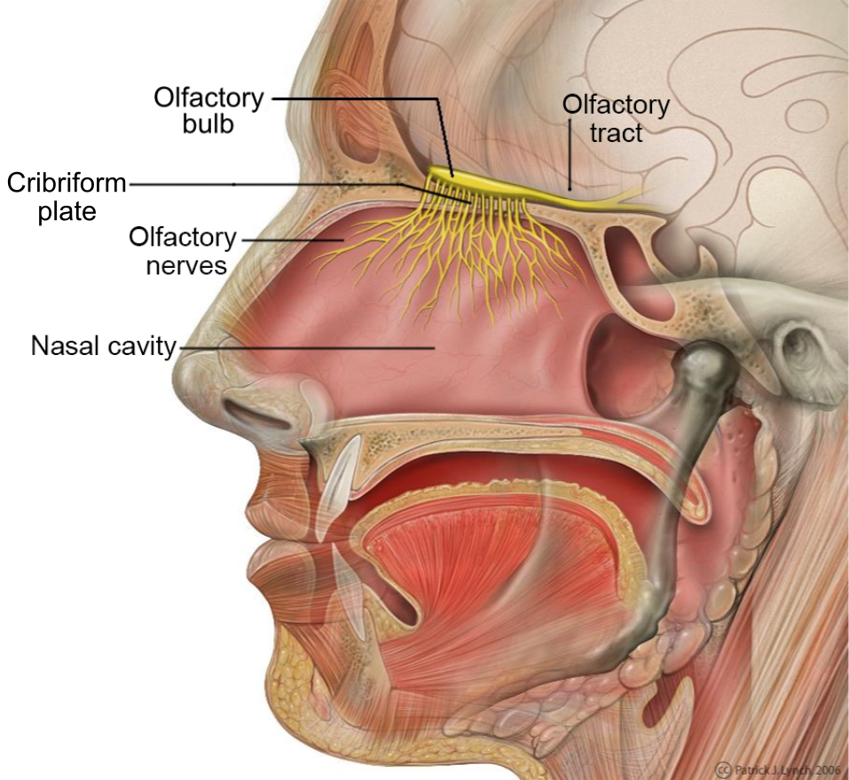 Nose Disease / Deviated Nasal Septum: Symptoms, Causes, and Treatment